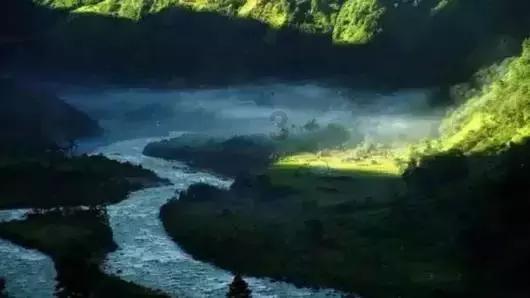 解救野生狐狸